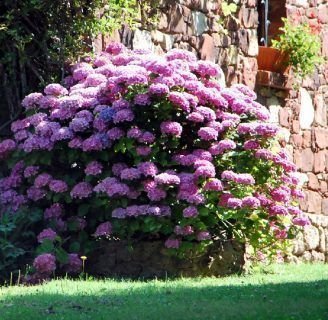 Hortensia trepadora: Todo lo que debes saber sobre esta especie de flores