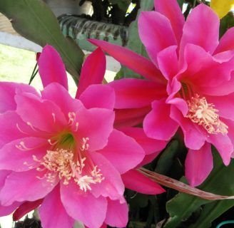 Epiphyllum oxypetalum (Flor kadupul): Cuidados, cultivo, fruto y más