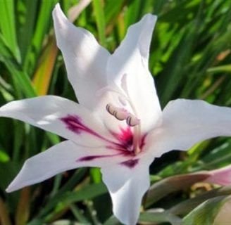 Gladiolus tristis: Lo que debes saber sobre la especie