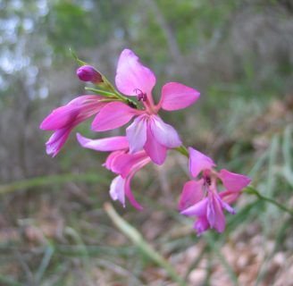 Gladiolus illyricus: Todo lo que debes saber de esta especie de hierba