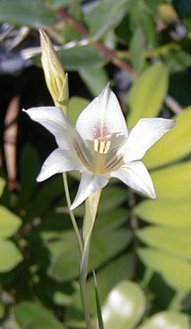 gladiolus tristis