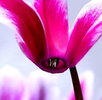Violeta imperial: Aprende sobre sus cuidados, cultivos y mucho más