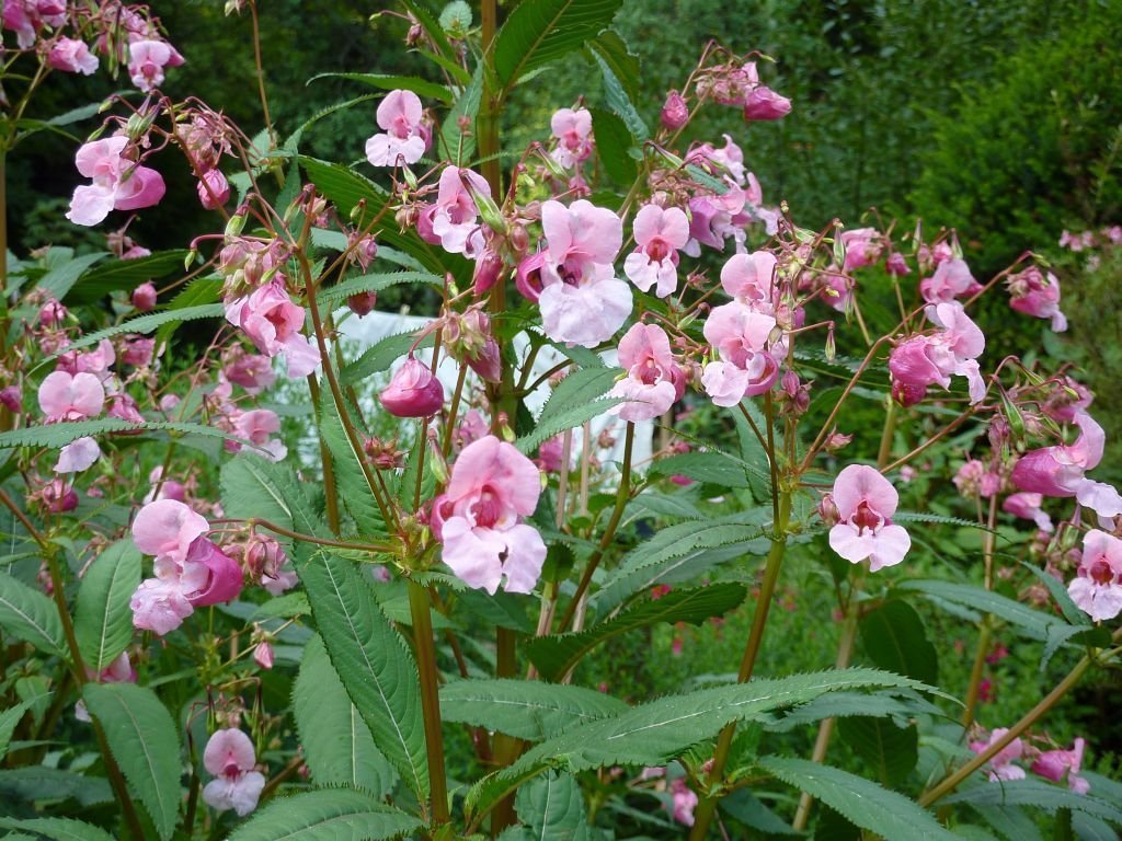 Impatiens glandulifera