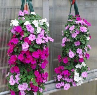 Impatiens walleriana: Cuidados, usos medicinales, variedades y más