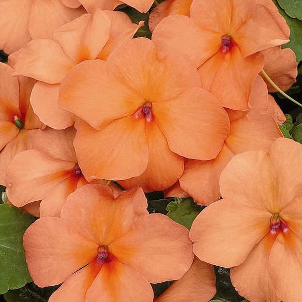 Impatiens walleriana-9