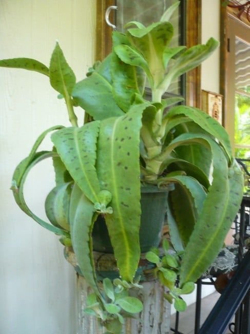 kalanchoe gastonis bonnieri