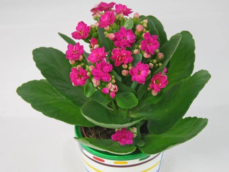kalanchoe blossfeldiana