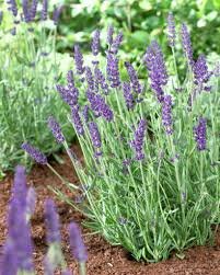 Lavándula Angustifolia o Lavanda Espliego