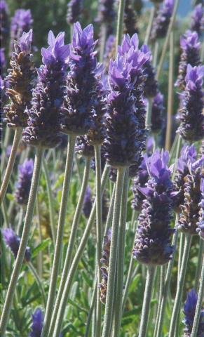 Lavándula Angustifolia o Lavanda Espliego