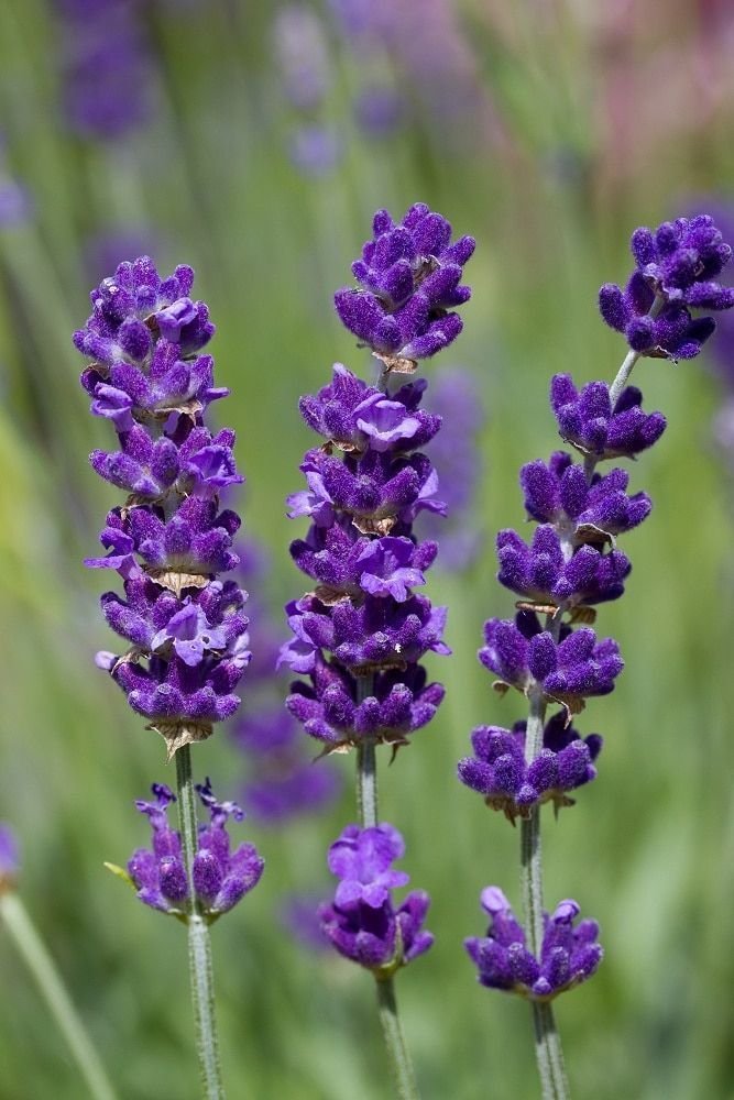 Lavándula Angustifolia o Lavanda Espliego