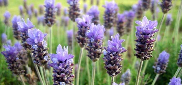 Lavándula Angustifolia o Lavanda Espliego