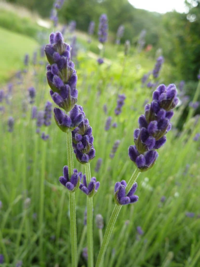 Lavándula Angustifolia o Lavanda Espliego