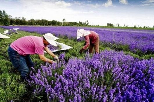 Lavándula Angustifolia o Lavanda Espliego