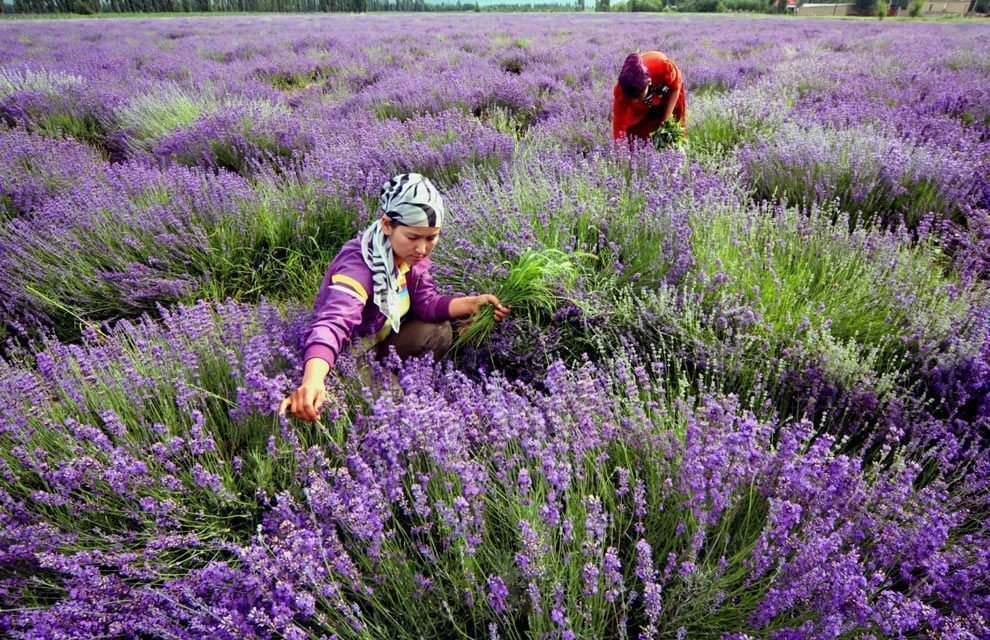 Lavándula Angustifolia o Lavanda Espliego
