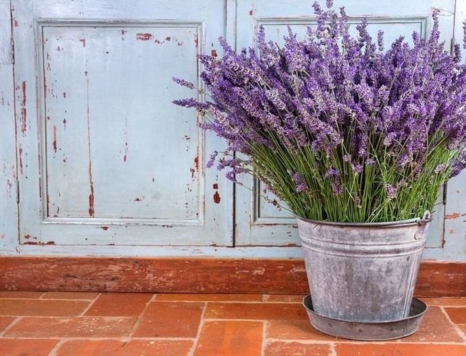 Lavándula Angustifolia o Lavanda Espliego