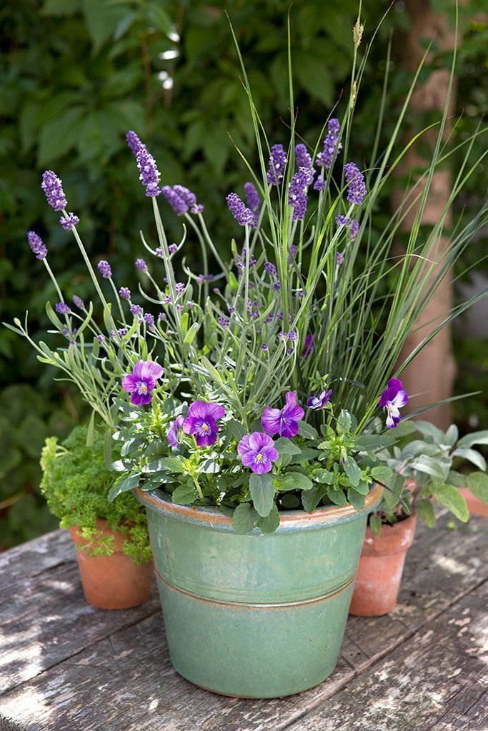  la Lavándula Angustifolia o Lavanda Espliego