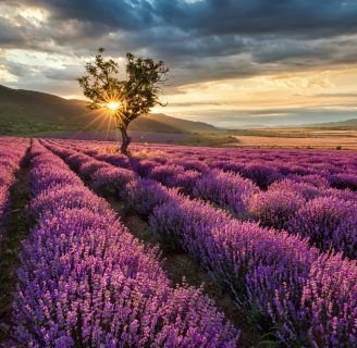 Lavándula Angustifolia o Lavanda Espliego: Cuidados, cultivos y mucho más