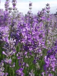 Lavándula Angustifolia o Lavanda Espliego