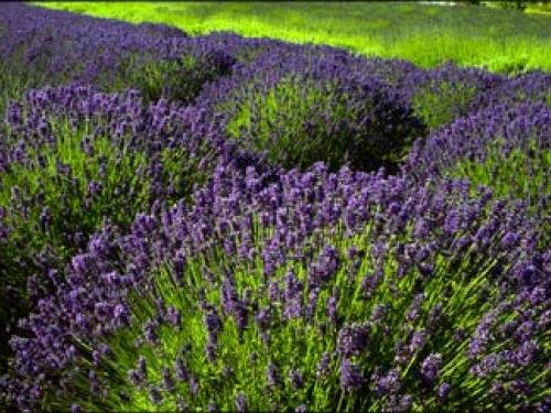 Lavándula Angustifolia o Lavanda Espliego