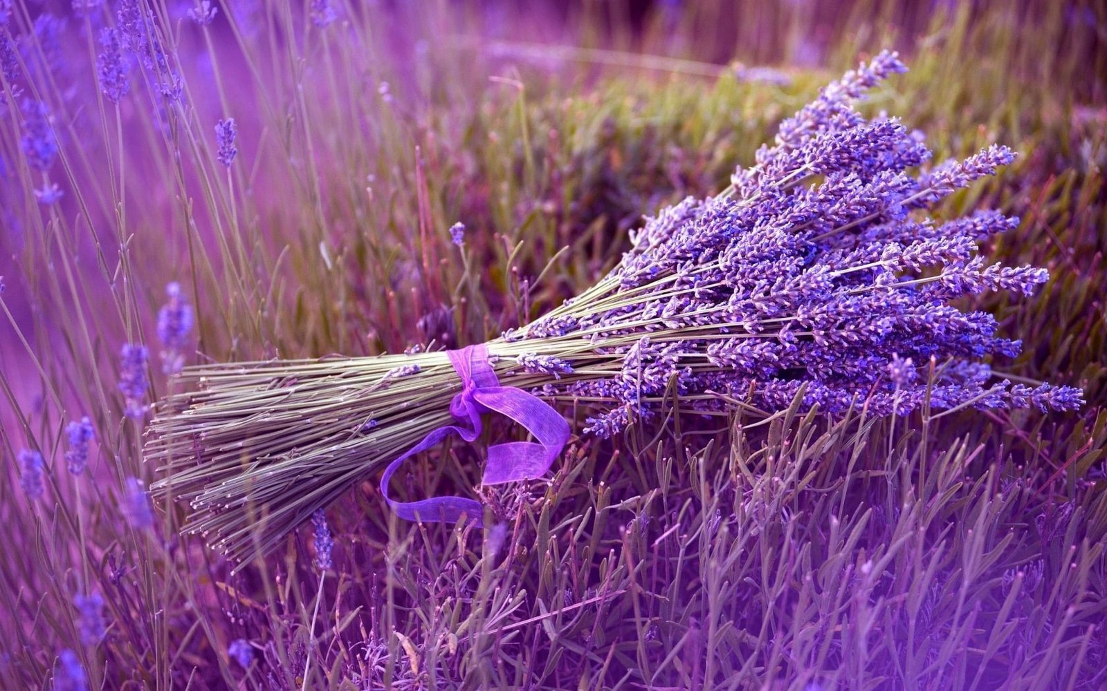 Lavándula Angustifolia o Lavanda Espliego