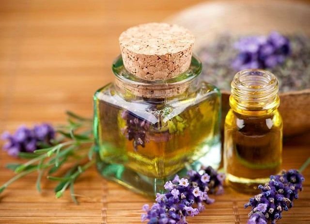 Lavándula Angustifolia o Lavanda Espliego