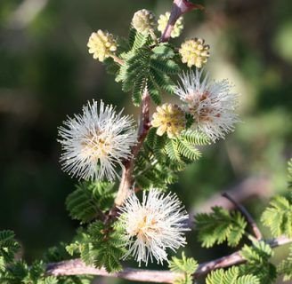 Mimosa biuncifera: Todo lo que debes saber de la especie