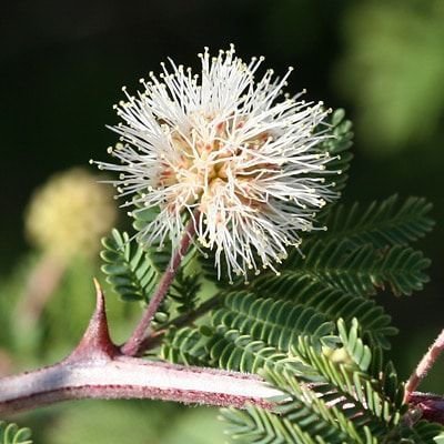 mimosa biuncifera