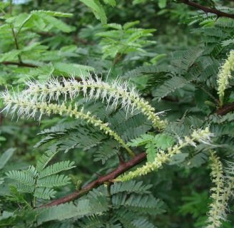 Mimosa tenuiflora: Propiedades, cultivo, semillas y más