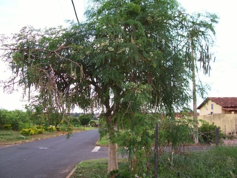 Moringa-Oleífera
