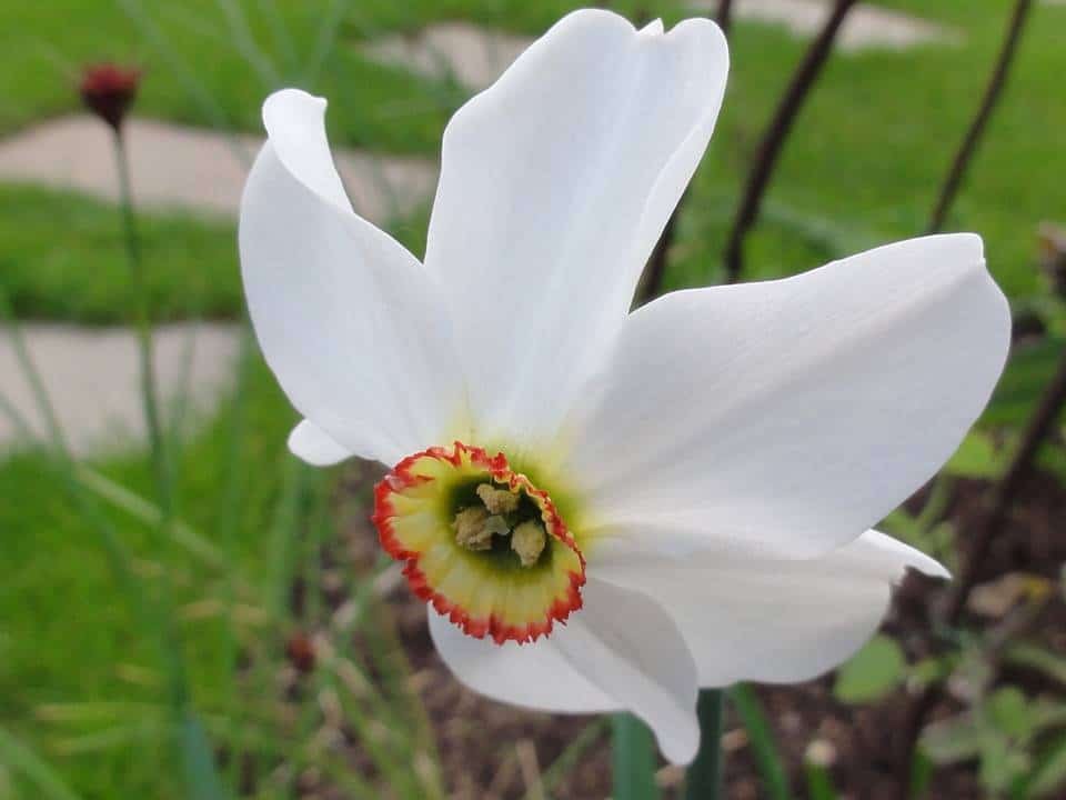 Narcissus poeticus