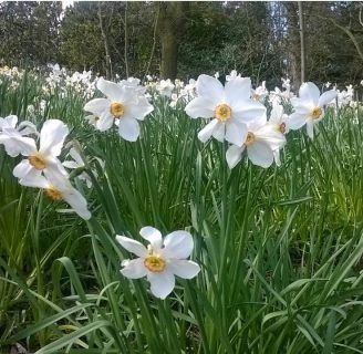 Narcissus poeticus: Todo lo que necesitas saber de la especie