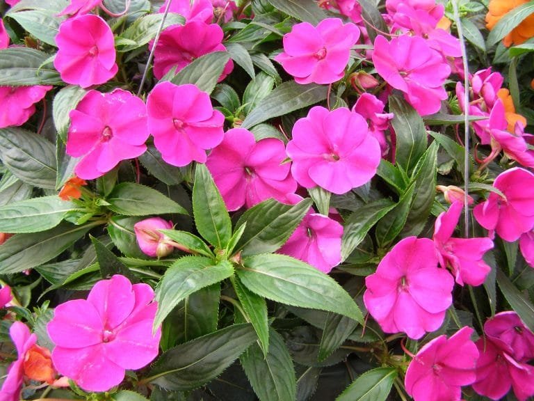 Impatiens new Guinea Conoce los cuidados y mucho más