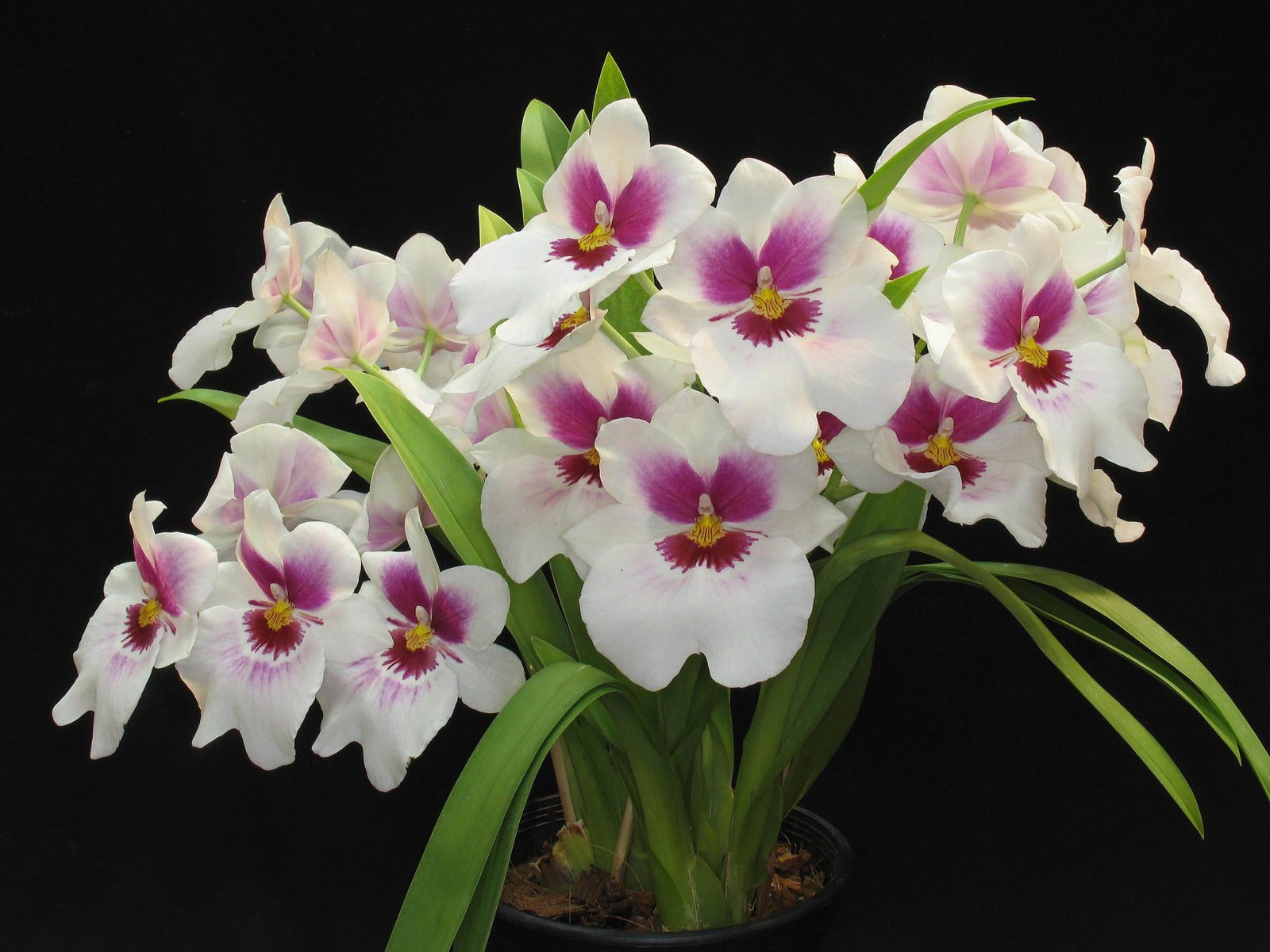 Orquidea miltonia: Todo lo que debes saber de las especie