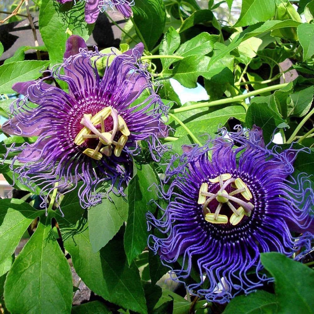 Passiflora Incarnata o Pasionaria: Propiedades y mucho más