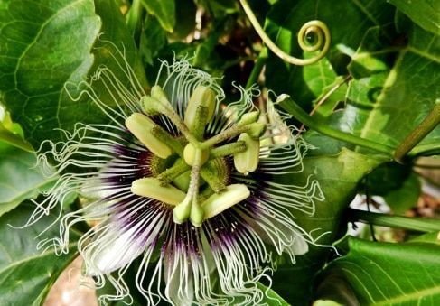 Passiflora Incarnata O Pasionaria