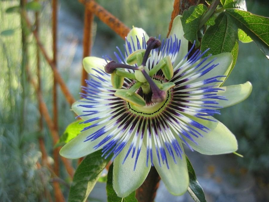 pastillas passiflora incarnata