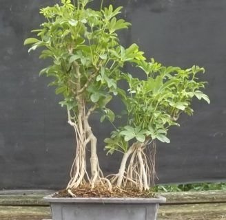 Chiflera bonsai: Todo lo que debes saber de las especie