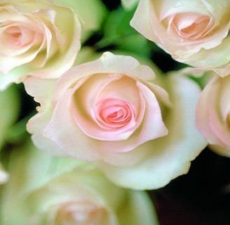 Significado de las rosas: Todo lo que debes saber sobre ello.