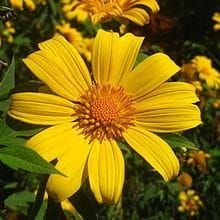 Girasol mexicano: Todo lo que debes saber de esta especie