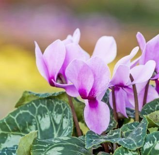 Violeta de los Alpes: Características, cuidados, cultivo, semillas y mucho más