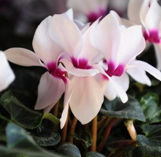 Violeta imperial: Aprende sobre sus cuidados, cultivos y mucho más