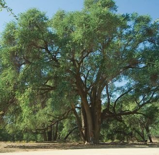 Acacia albida: Todo lo que tienes que saber de este árbol perenne