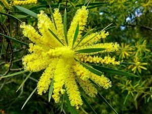 acacia floribunda