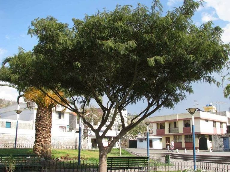 Acacia macracantha: Todo lo que debes saber de este árbol