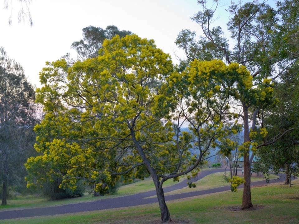 acacia pycnantha