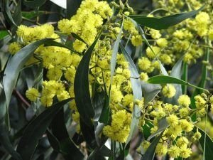 acacia pycnantha