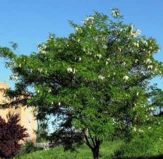 Acacia robinia (Acacia blanca o acacia bola): Lo que debes saber