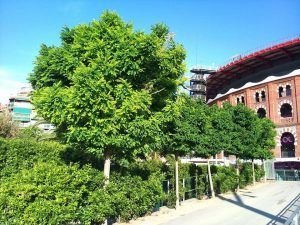 acacia robinia