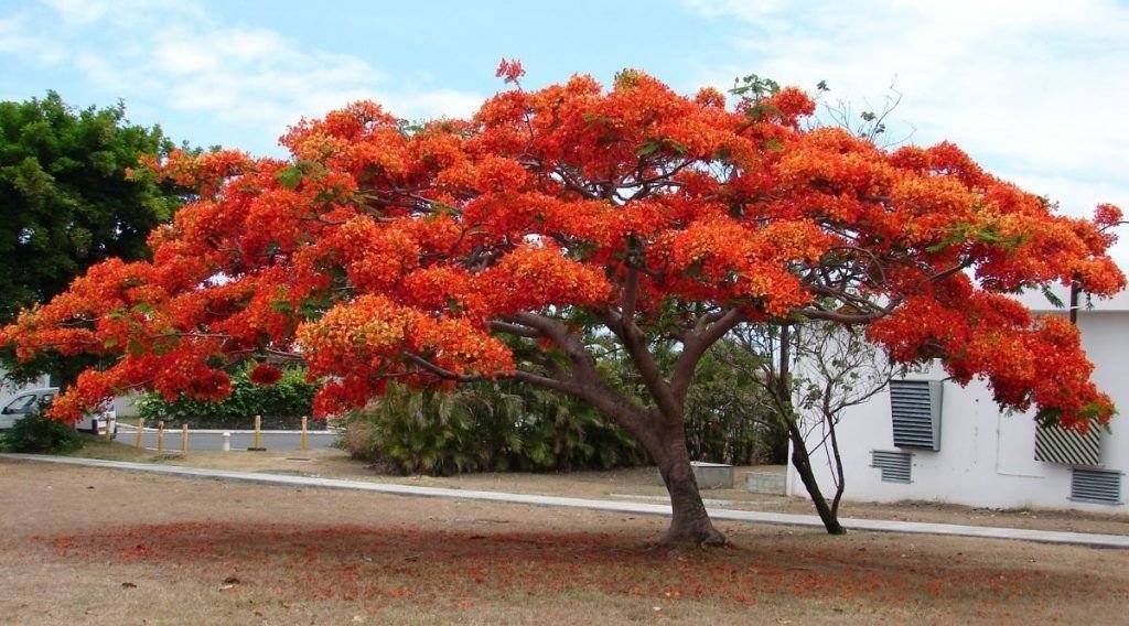 Acacia roja: Conoce todo de este hermoso y majestuoso árbol