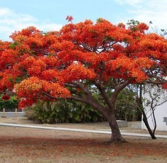 Acacia roja: Conoce todo de este hermoso y majestuoso árbol